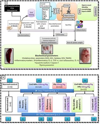 Alpha-Lipoic Acid Protects Co-Exposure to Lead and Zinc Oxide Nanoparticles Induced Neuro, Immuno and Male Reproductive Toxicity in Rats